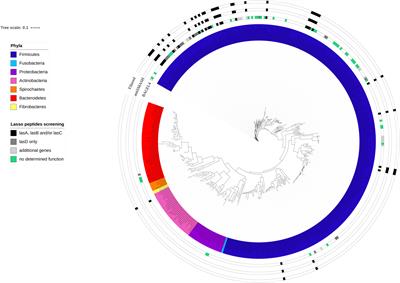 In silico Screening Unveil the Great Potential of Ruminal Bacteria Synthesizing Lasso Peptides